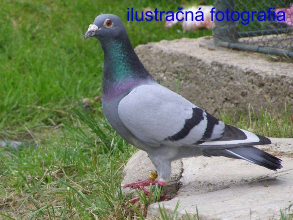 Poštový holub z Maďarska