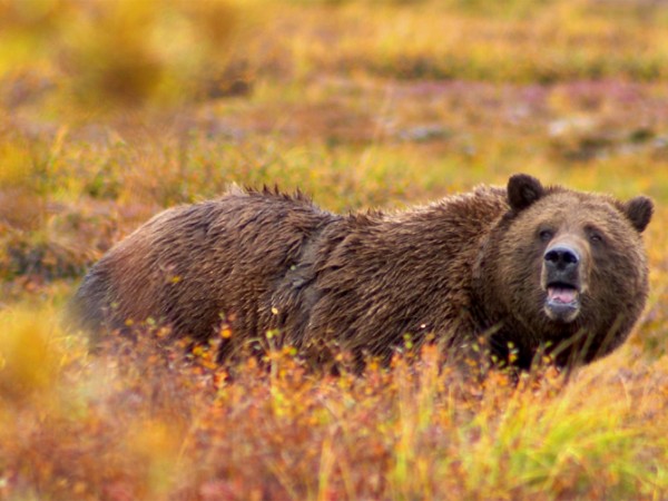 Pozor: Medveď hnedý sa pohybuje  po Záhorí!