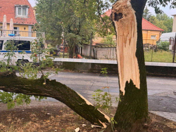 Augustové zásahy mestskej polície: sršne, hádky aj padnutý strom