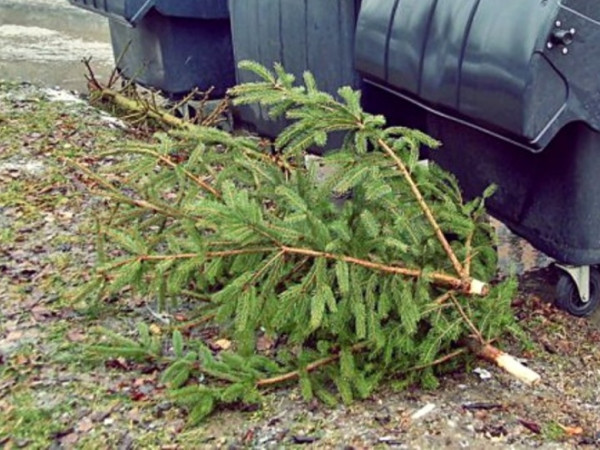 Zber vianočných stromčekov